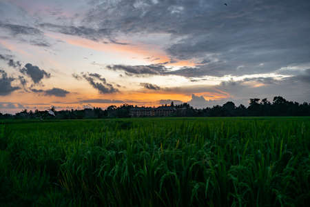 Sunrise on rice fields. Ubud, Bali, Tegallalang, Indonesiaの写真素材