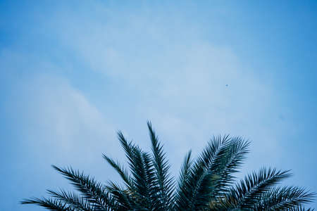 green areca catechu palm leaves on blue skyの写真素材