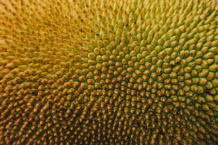 Rough Green texture, Close up of young jackfruit, Tropical fruitの写真素材