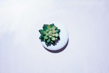 Cactus succulent in white planter on white backgroundの写真素材