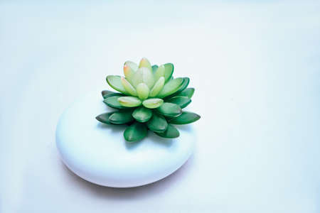 Cactus succulent in white planter on white backgroundの写真素材
