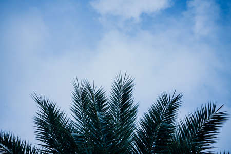 green areca catechu palm leaves on blue skyの写真素材