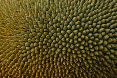 Rough Green texture, Close up of young jackfruit, Tropical fruitの写真素材