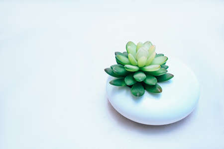 Cactus succulent in white planter on white backgroundの写真素材