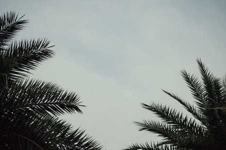 green areca catechu palm leaves on blue skyの写真素材