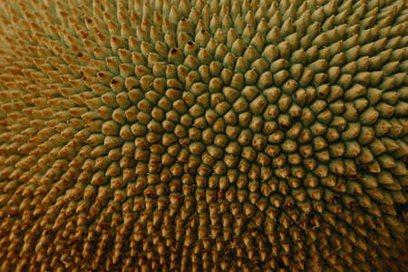 Rough Green texture, Close up of young jackfruit, Tropical fruitの写真素材