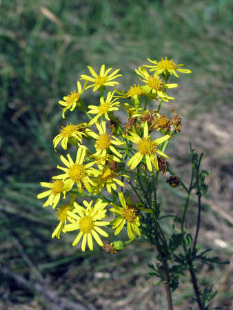 Yellow flower in the meadowの写真素材