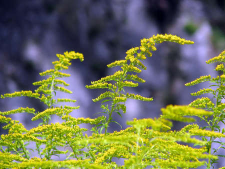 Goldenrod yellow flower in fieldの写真素材