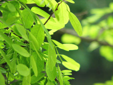 Spring green trees leaves in the park backgroundの写真素材