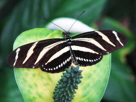Butterfly on a green leaf in the gardenの写真素材