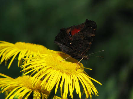 Black butterfly on a yellow flowerの写真素材