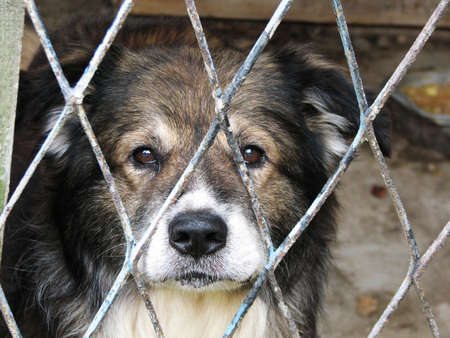 Close up of a dogの写真素材
