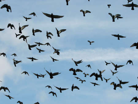 Pigeons flying in the sky in the sunny say