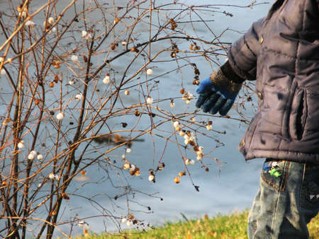 Park in autumn childrens hand tearing off white ballsの写真素材