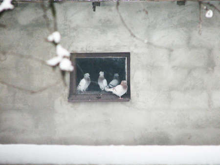 Pigeons in the window of the old winter houseの写真素材