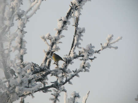 Bird on a snow tree in the winterの写真素材