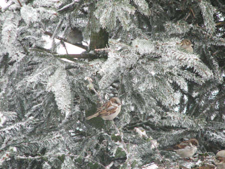 Bird on a snow tree in the winterの写真素材