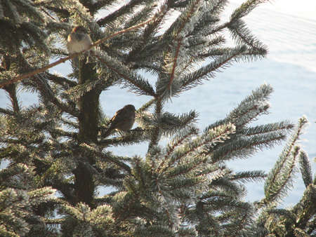 Bird on a snow tree in the winterの写真素材
