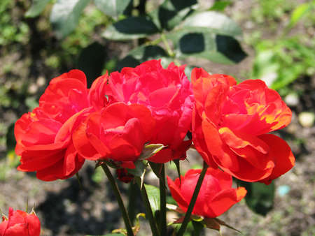 Red rose in the garden beauty baccgroundの写真素材