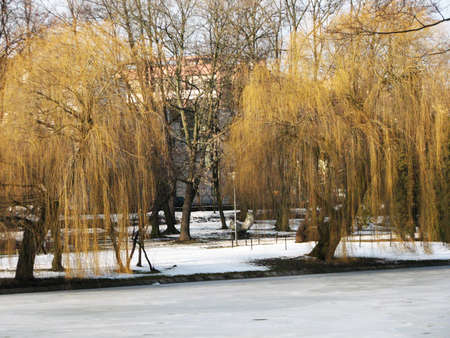 Landscape in the park Park Staszic Kielce winter - frozen water on the pond.