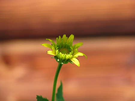 Yellow flowers in the garden wood backgroundの写真素材