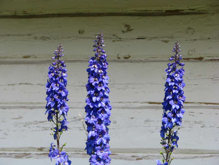 Blue flowers on a summer day on a white backgroundの写真素材