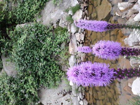 Violet flowers in the garden against the background of rocksの写真素材