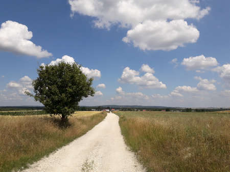 Field landscape. Dirt road with lonely tree and blue skyの写真素材