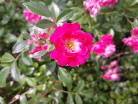 A pink rose in the garden on an evening dayの写真素材