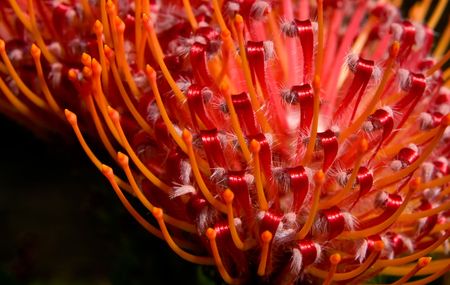 Closeup of red pincushion protea flower. 