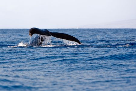 Tail of Humpback Whale above the waterの写真素材