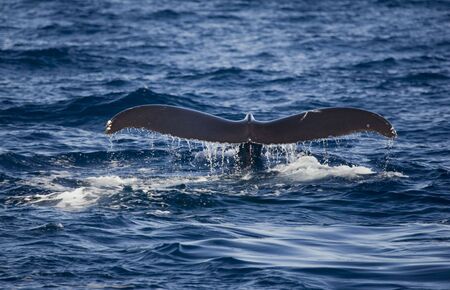 Dripping tail of Hawaiian Humpback Whale as it begins diveの写真素材