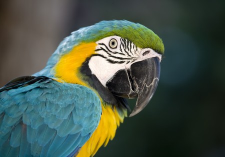 Talking Birdの写真素材