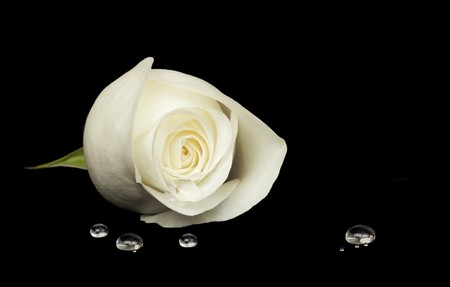 Delicate white rose resting on black velvet surface, water droplets in foregroundの写真素材