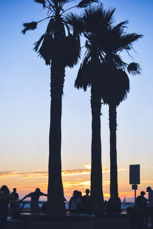 Sunset on the beach with silhouette of palm trees and people gathered outdoors on the streetの写真素材