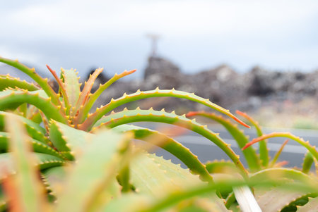 Natural aloe vera in a volcanic area in the Canary Islands. Colorful, organic aloe vera in a volcano.の写真素材