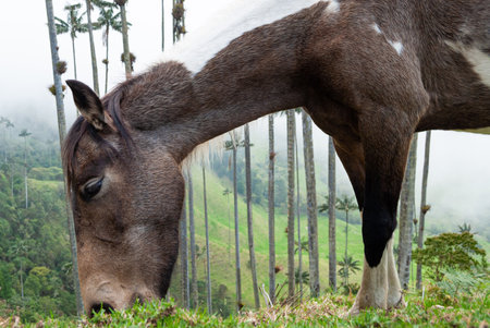 Brown and white horses eating grass freely in a meadow. Wild animal in nature.