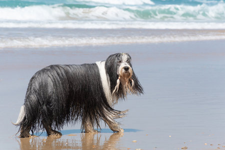 Canis lupus familiaris (Canis lupus familiaris): Playful dog on the beach. Pet in nature, wet and enjoying the ocean.の写真素材