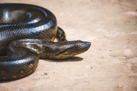 Anaconda Eunectes murinus. Close-up of anaconda. Amazonian wildlife.の写真素材