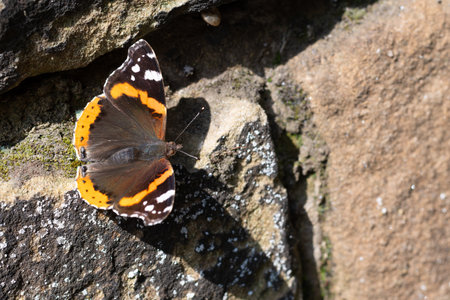 Close-up of a red admiral butterfly showing its vibrant orange, black, and white markings as it rests on a stone wallの写真素材