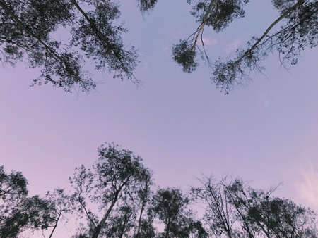 Sunset through the forest