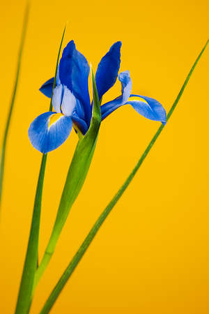 blue lily on yellow bacground - studio photography