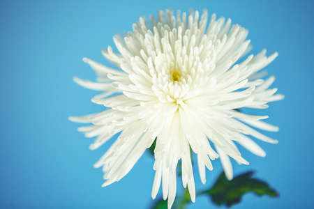 White chrysanthemums on blue background, photo studio