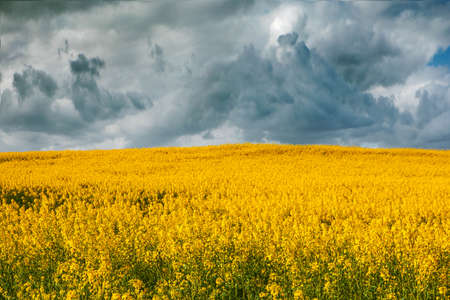 Landscape of canola fields in bloom on a stormy day. High quality photo