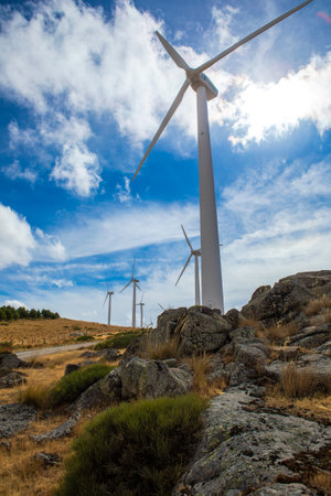 Giant wind turbines stand tall against a stunning blue sky, surrounded by golden grass and shrubs.の写真素材