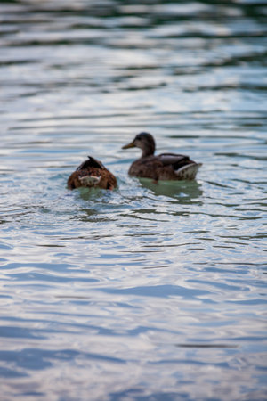 Lagoons of Ruidera between the provinces of Abacete and Ciudad Real in Spain. High quality photoの写真素材