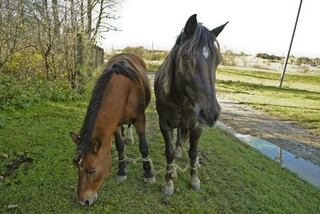 Horses graze の写真素材