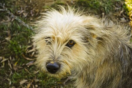 Dog with sad eyesの写真素材