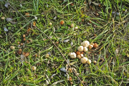 Mushrooms in the fieldの写真素材