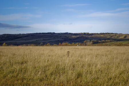 fieldの写真素材